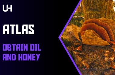 how to obtain oil and honey