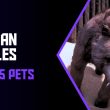 5 Important Pets in Conan Exiles